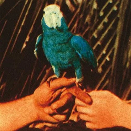 Andrew Bird - Are You Serious - Image 2